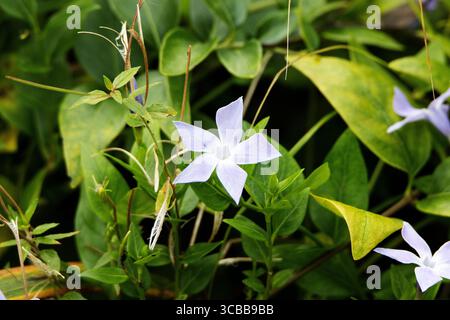 Greater periwinkle (Vinca major) flowers isolated on a natural green background Stock Photo