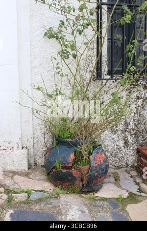 Old round terracotta pot in black and orange with a rose plant, placed in front of a weathered house wall. Stock Photo