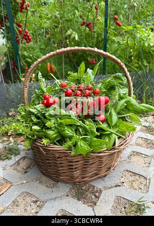 A basket full of fresh organic vegetables picked from the garden. A collection of organic produce. Stock Photo