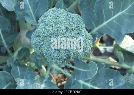 Close up of the  vegetable Broccoli grown on plant. Stock Photo