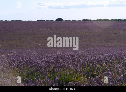 A field of purple flowers. The field is very large and has many flowers. The sky is blue and there are no clouds Stock Photo