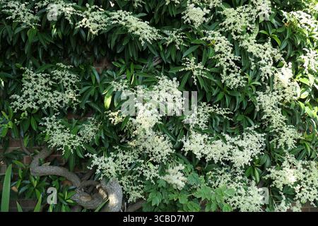 Close up of the white flowers and green leaves of the climbing hydrangea schizophragma viburnoides or Pileostegia viburnoides. Stock Photo