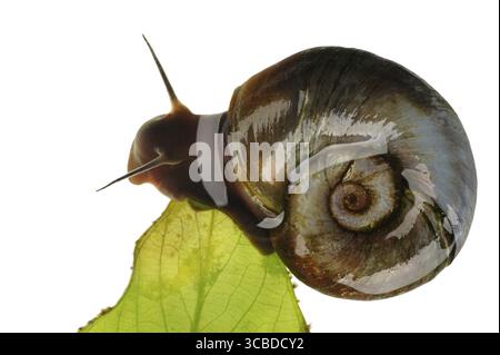 Water snail great ramshorn on a leaf plants Stock Photo