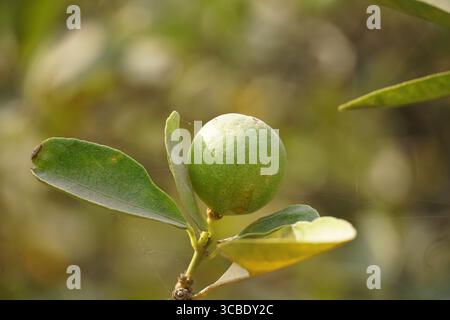 Lemon tree branch with three lemons and leaves in background Stock Photo