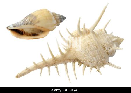 Two different sea shells on a white background shell, sea, clam, isolated Stock Photo