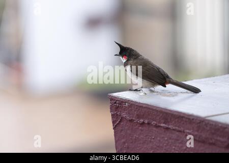 Red fronted bulbul bird sitting on a wall, Goa in South India, wildlife in urban environment, pycnonotus jocosus Stock Photo