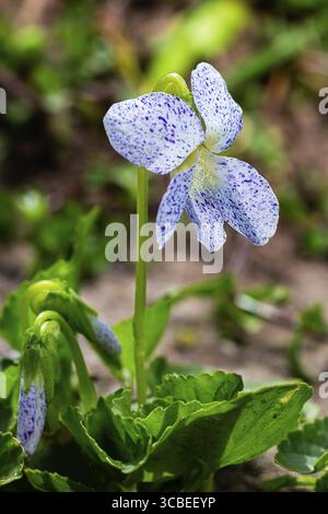 Close of shot of a wild viola sororia Stock Photo