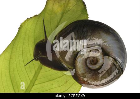Water snail great ramshorn on a leaf plants Stock Photo