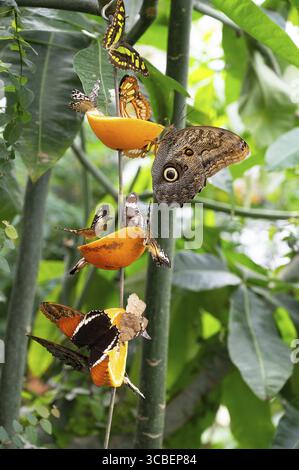 Banana or giant owl butterfly sitting on a tree trunk, Caligo telamonius memnon insect, rainforest of Mexico and South America, Amazonas Stock Photo