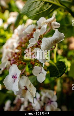 Natural very close up, semi-abstract, flowering plant portrait of Hydrangea macrophylla 'Wedding Gown'PBR (Double Delights Series) blooming.anatomy Stock Photo