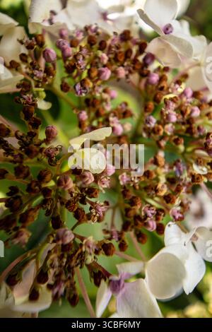 Natural very close up, semi-abstract, flowering plant portrait of Hydrangea macrophylla 'Wedding Gown'PBR (Double Delights Series) blooming.anatomy Stock Photo