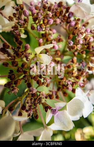 Natural very close up, semi-abstract, flowering plant portrait of Hydrangea macrophylla 'Wedding Gown'PBR (Double Delights Series) blooming.anatomy Stock Photo
