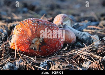 Colorful mushrooms found in New Zealand in autumn among pine needles and cones Stock Photo