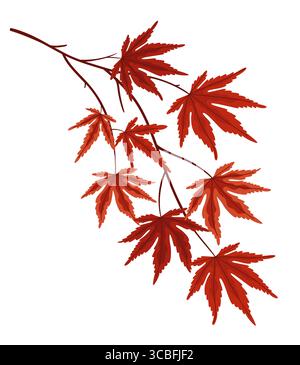 Japanese maple tree branch with red autumn leaves on white background Stock Vector
