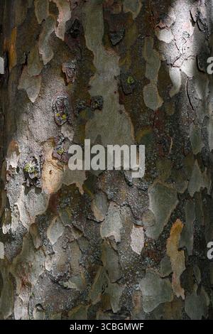 Bark on a Plane tree (Platanus x acerifolia) for use as a background texture Stock Photo