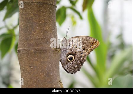 Banana or giant owl butterfly sitting on a tree trunk, Caligo telamonius memnon insect, rainforest of Mexico and South America, Amazonas Stock Photo