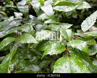Glossy mahonia leaves with raindrops on a rainy day, detailed close-up of fresh green foliage. Stock Photo