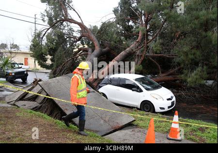 Los Angeles crews look over the damage from a huge pine tree that fell over and damage up to 6 cars from overnight rain storms in Valley Village CA/USA on the 1200 Weddington St. Tuesday Jan 10, 2023.photo by GeneBlevins/ZUMAPRESS (Credit Image: © Gene Blevins/ZUMA Press Wire) Stock Photo