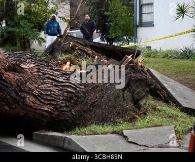 Neighbors look over the damage from a huge pine tree that fell over and damage up to 6 cars from overnight rain storms in Valley Village CA/USA on the 1200 Weddington St. Tuesday Jan 10, 2023.photo by GeneBlevins/ZUMAPRESS (Credit Image: © Gene Blevins/ZUMA Press Wire) Stock Photo