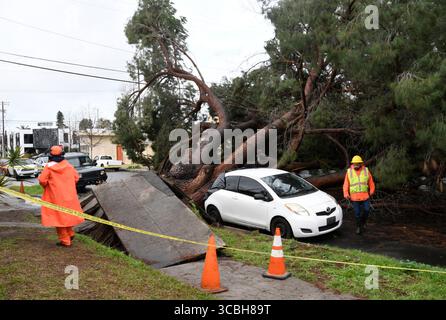 Los Angeles crews look over the damage from a huge pine tree that fell over and damage up to 6 cars from overnight rain storms in Valley Village CA/USA on the 1200 Weddington St. Tuesday Jan 10, 2023.photo by GeneBlevins/ZUMAPRESS (Credit Image: © Gene Blevins/ZUMA Press Wire) Stock Photo