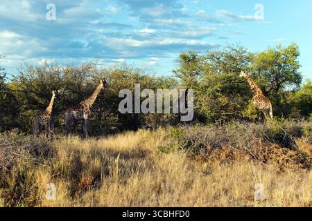 Giraffes graze on trees in Etosha National Park, Namibia. Stock Photo
