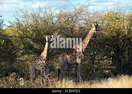 Giraffes graze on trees in Etosha National Park, Namibia. Stock Photo