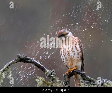 November 30, 2022, Elkton, Oregon, USA: An American Kestrel shakes off water during a heavy rain shower while perched on a tree in a plum orchard near Elkton is southwestern Oregon. The National Weather Service is predicting a mixture of rain and snow for the area over the next five days. (Credit Image: © Robin Loznak/ZUMA Press Wire) Stock Photo