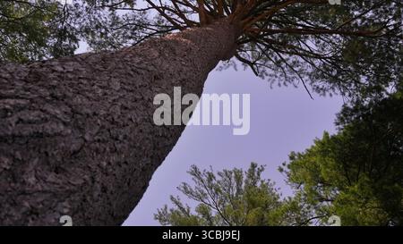 Tall pine tree viewed from below, showcasing its height and strong structure. Stock Photo