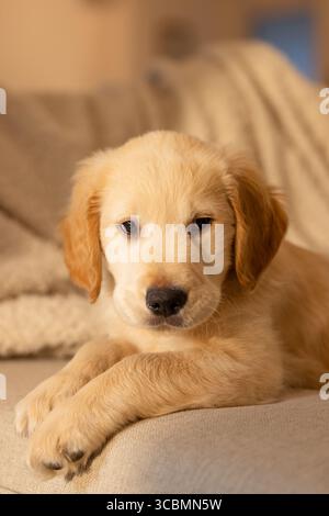 golden retriever puppy lying on cushioned sofa covered in beige fabric, gazing into camera. Adorable, pet, comfort, cozy, interior, relaxation, homely Stock Photo