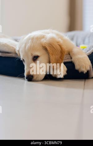 Cream retriever puppy lying in blue dog bed on tiled floor, with yellow toy visible. Adorable, playful, cozy, pet, relaxation, domestic, minimalist Stock Photo