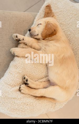 Golden retriever puppy sleeping curled on off-white dog bed atop gray couch arm near tile floor. Adorable, plush, cozy, pet, canine, tranquility, dome Stock Photo