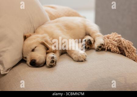 Cream golden retriever puppy sleeping on beige sofa near white pillow and fringed blanket. Cozy, animal, relaxation, domestic, comfort, tranquil, life Stock Photo