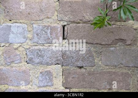 Close-up of a vertical crack running through an old weathered brick wall, with a green plant creeping in from the edge. Stock Photo