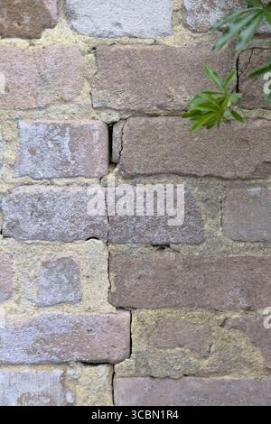 Close-up of a vertical crack running through an old weathered brick wall, with a green plant creeping in from the edge. Stock Photo
