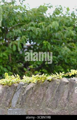 Green ivy growing along the top of an old weathered stone wall, with sunlight filtering through trees in the background. Stock Photo