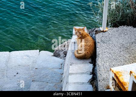 Ginger cat rests peacefully on stone steps beside calm clear water. Stock Photo