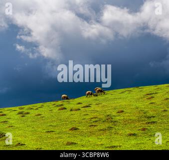 Cows Grazing on a Lush Green Hill Under Dramatic Storm Clouds in the Peak District Stock Photo