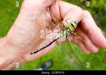 emperor dragonfly, blue emperor (Anax imperator), female sitting on a finger with broken wings, Germany Stock Photo