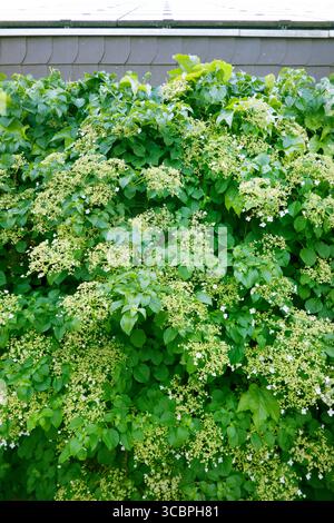 Climbing hydrangea (Hydrangea petiolaris, Hydrangea anomala subsp. petiolaris), blooming Stock Photo