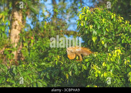 green iguana, common green iguana, American iguana (Iguana iguana, Iguana tuberculata), sunbathing on a tree in the rainforest, side view, Costa Rica, Stock Photo