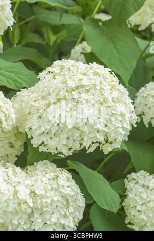Wild hydrangea (Hydrangea arborescens 'Strong Annabelle', Hydrangea arborescens Strong Annabelle), blooming, cultivar Strong Annabelle Stock Photo