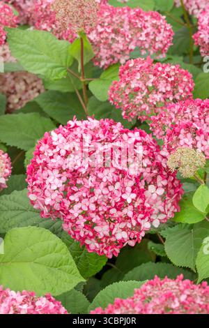 Wild hydrangea (Hydrangea arborescens 'Pink Annabelle', Hydrangea arborescens Pink Annabelle), blooming, cultivar Pink Annabelle Stock Photo