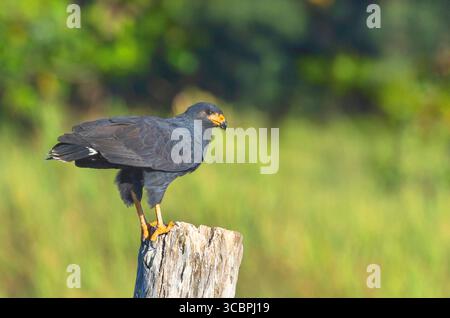 Common black hawk (Buteogallus anthracinus), perching on a wooden post and foraging, side view, Costa Rica, Guanacaste National Park Stock Photo