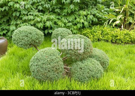 American juniper, eastern red cedar, red juniper (Juniperus virginiana 'Hetz', Juniperus virginiana Hetz), cultivar Hetz, Vereinigte Staaten von Ameri Stock Photo