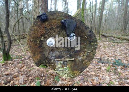 tree face, Germany, North Rhine-Westphalia Stock Photo
