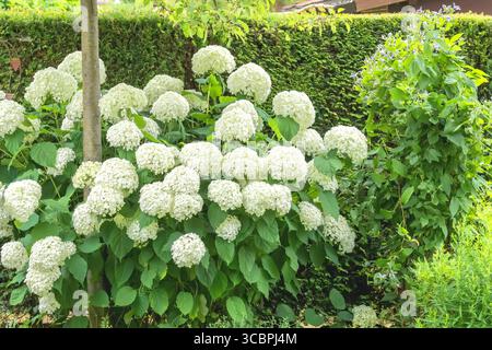 Wild hydrangea (Hydrangea arborescens 'Strong Annabelle', Hydrangea arborescens Strong Annabelle), blooming, cultivar Strong Annabelle Stock Photo