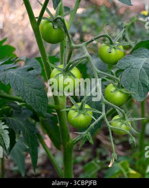 Truss of green ripening cherry tomatoes on stem Stock Photo