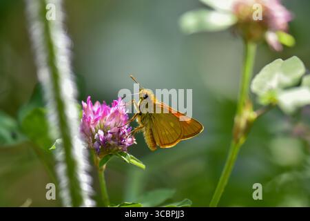 Large Skipper (Ochlodes sylvanus) on a red clover (Trifolium pratense. Found in Tara National Park-Serbia, 02.07.2025 Stock Photo