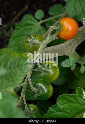 Cherry tomato  'Gardeners Delight' cultivar in trusses grown in garden plant green and one red developed Stock Photo