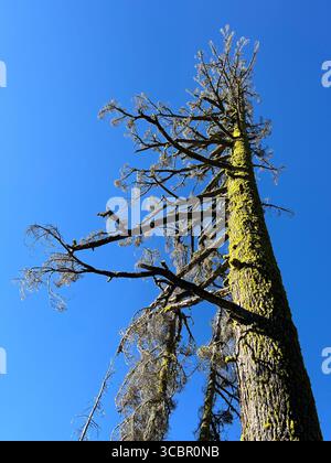 A low-angle shot of a tall pine tree with a moss-covered trunk and twisted branches in Lassen Volcanic National Park, California. Stock Photo